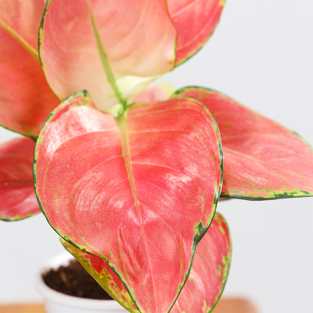 Aglaoenema Red
