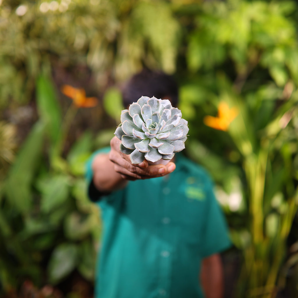 Echeveria White