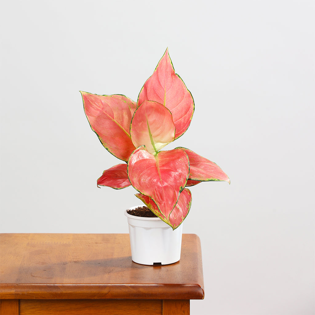 Aglaoenema Red