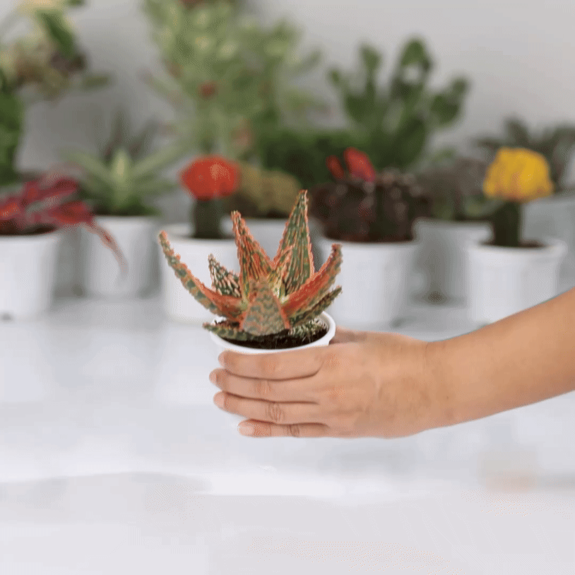 Aloe Hybrid