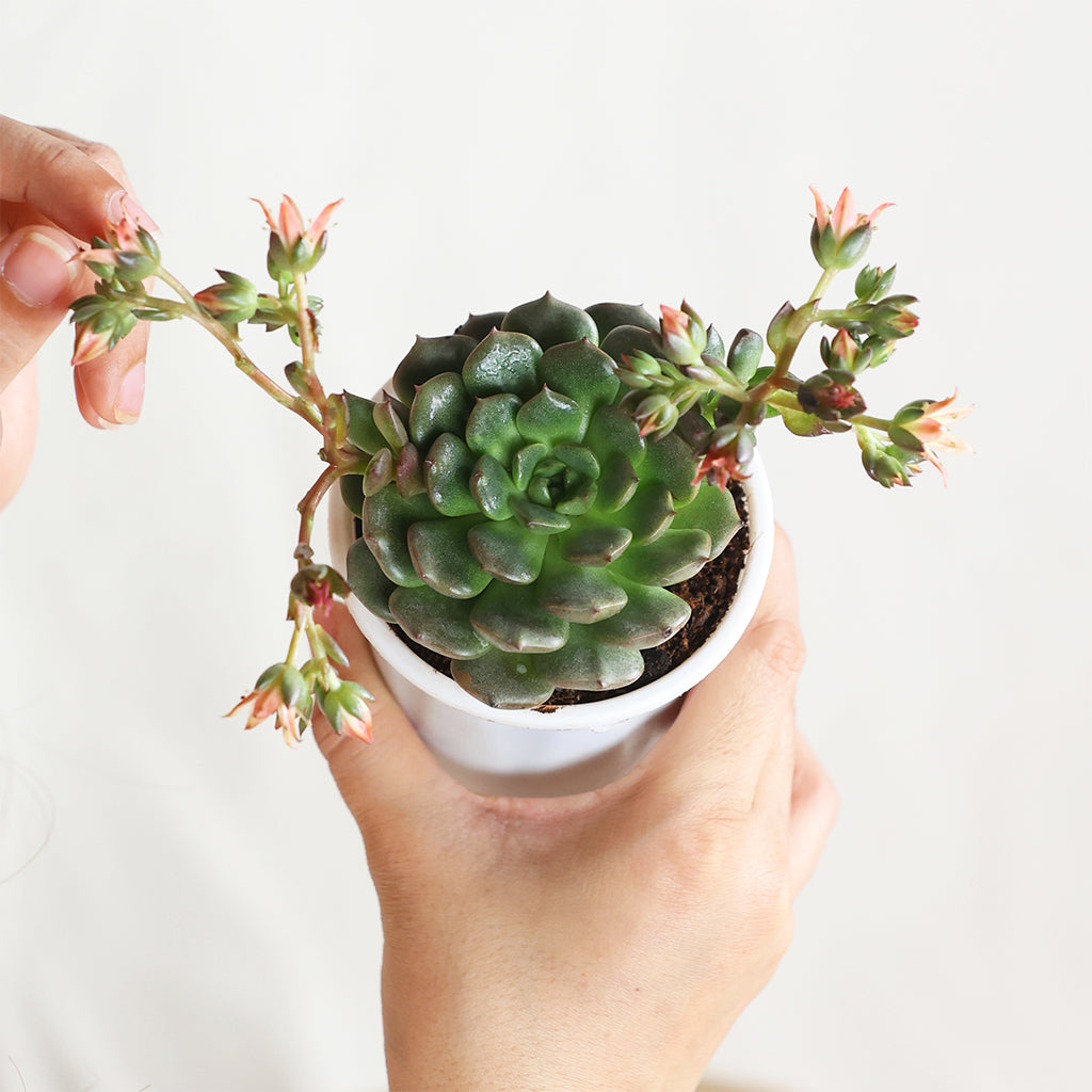 Echeveria Superstar