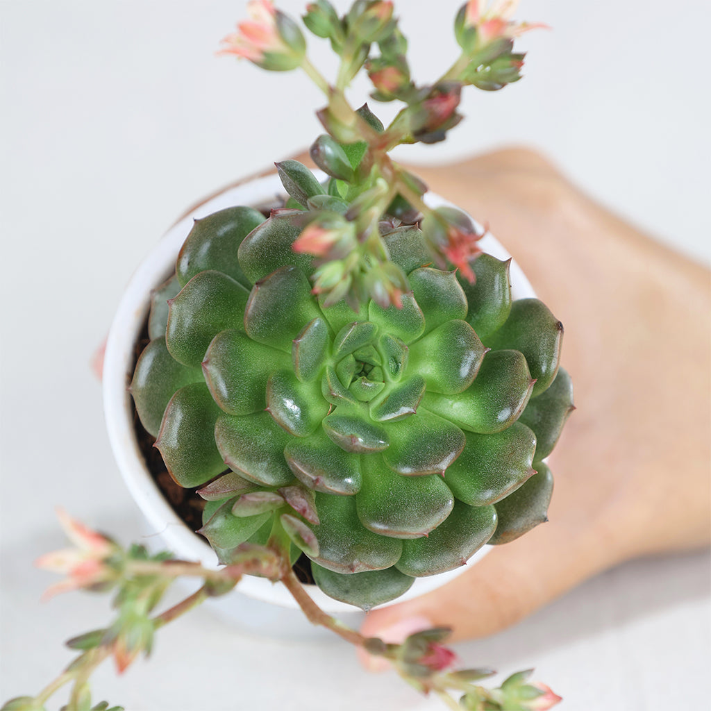 Echeveria Superstar