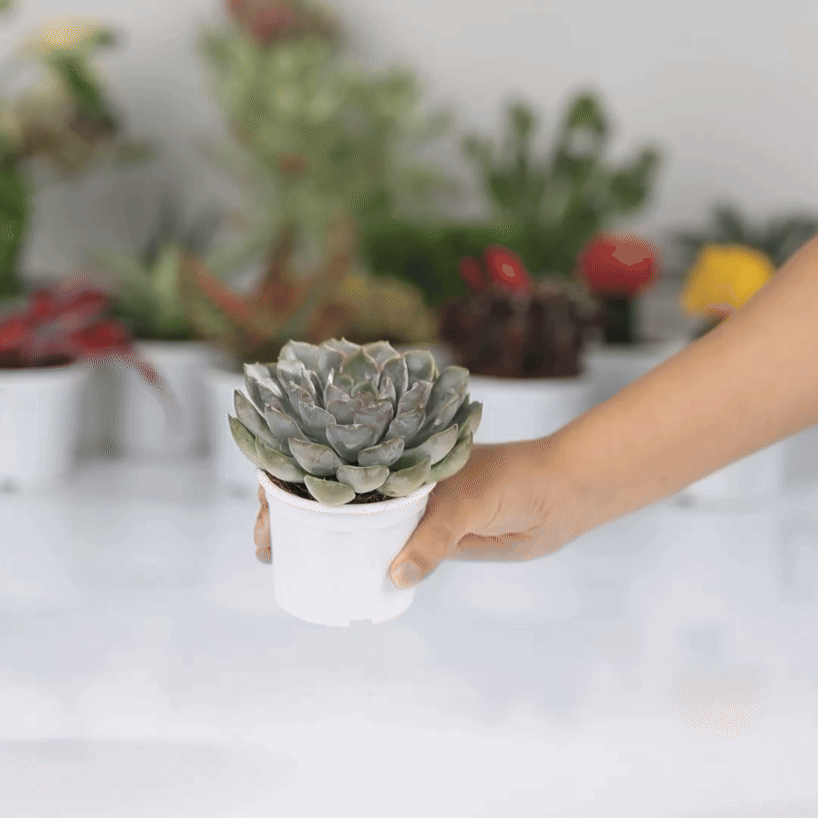Echeveria White