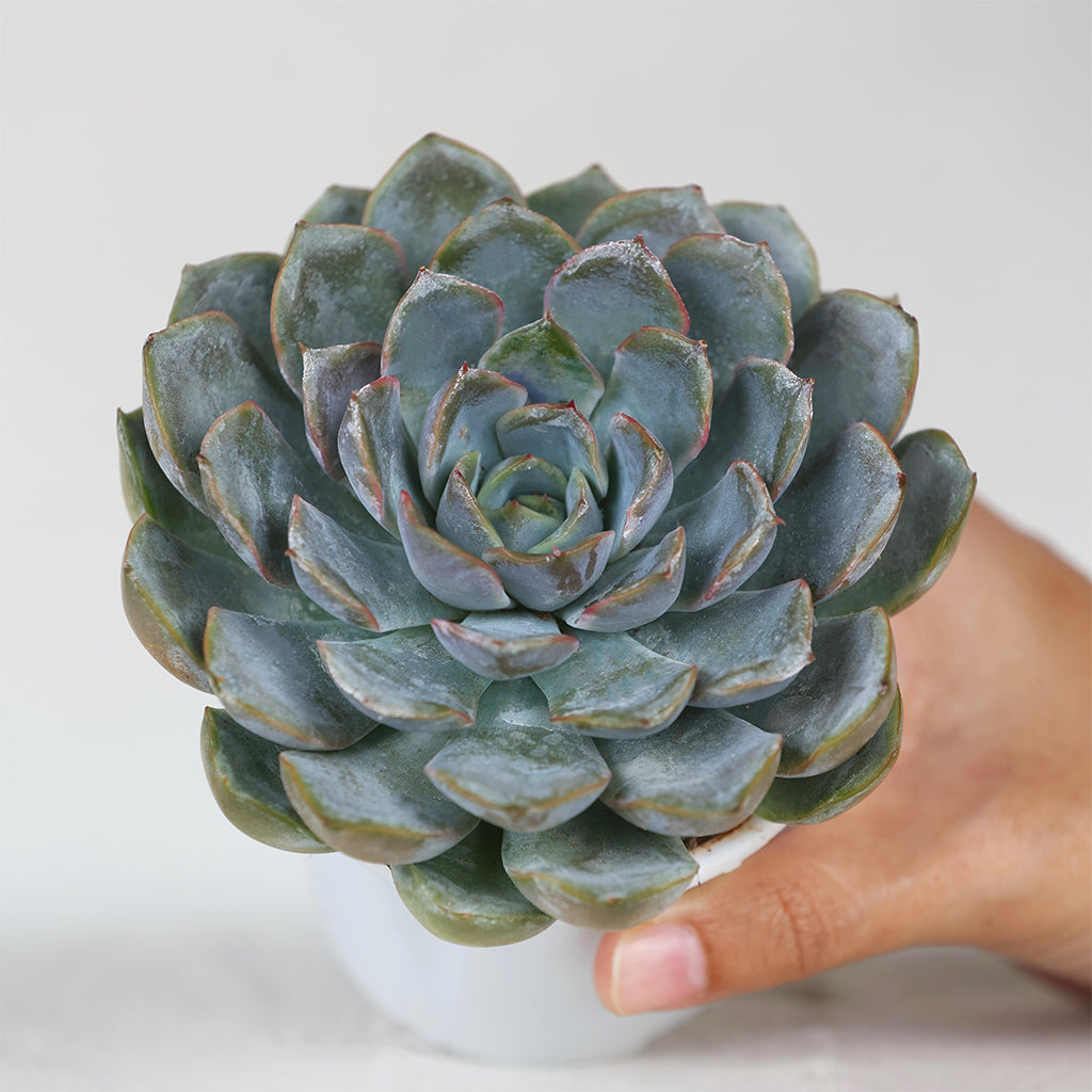 Echeveria White
