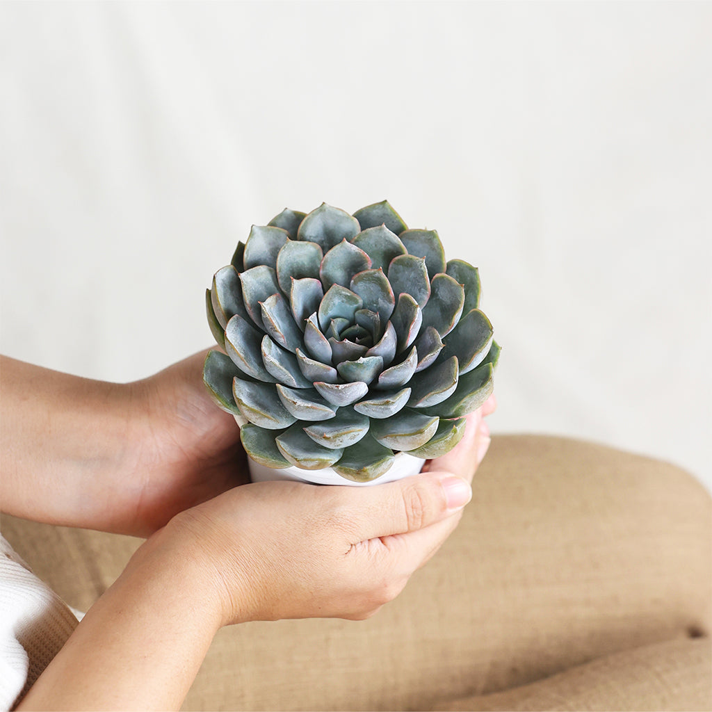 Echeveria White
