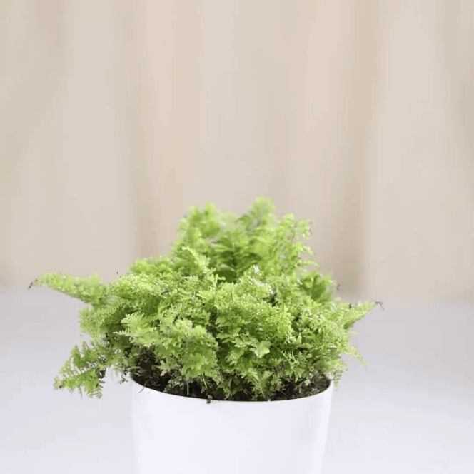 Fern - Mini Boston