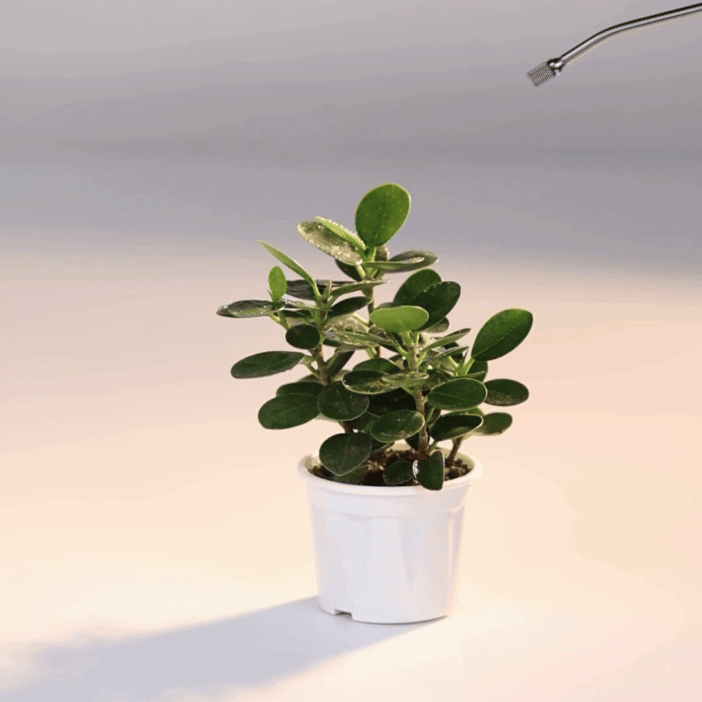 Ficus Microcarpa