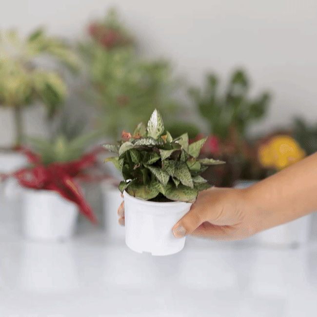 Euphorbia Francoise Silver