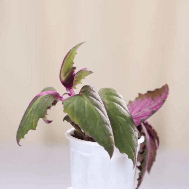 Leatherleaf