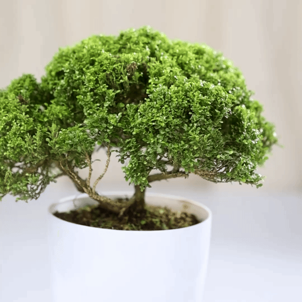 Mini Murraya Bonsai