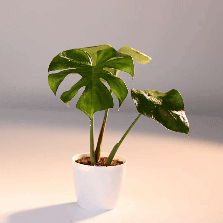 Monstera Deliciosa