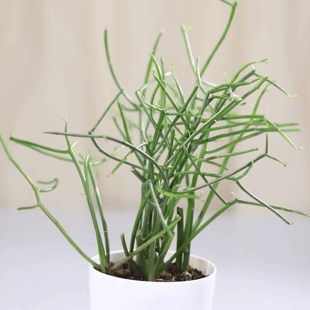 Pencil Euphorbia