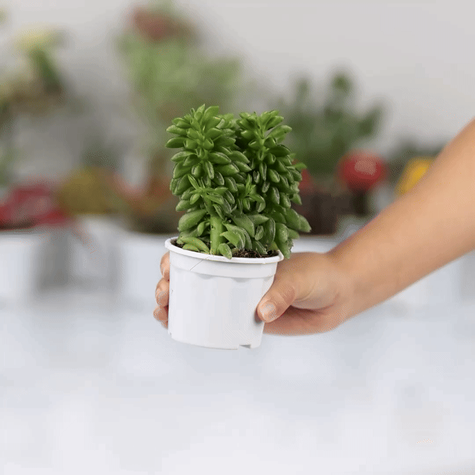 Peperomia Axillaris
