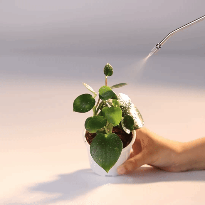 Raindrop Peperomia