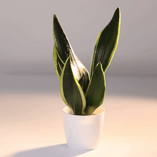 Sansevieria Black Gold