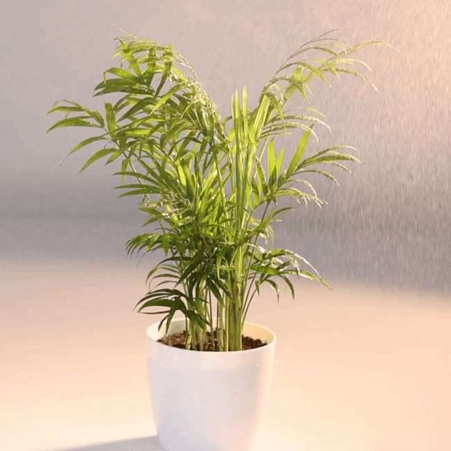 Table Palm