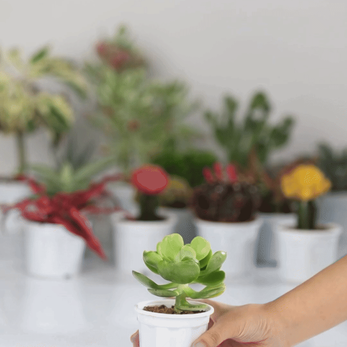 Echeveria Silver Spoon