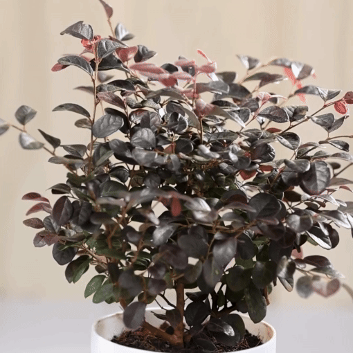 loropetalum