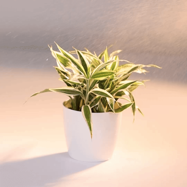 Lucky Bamboo Variegated