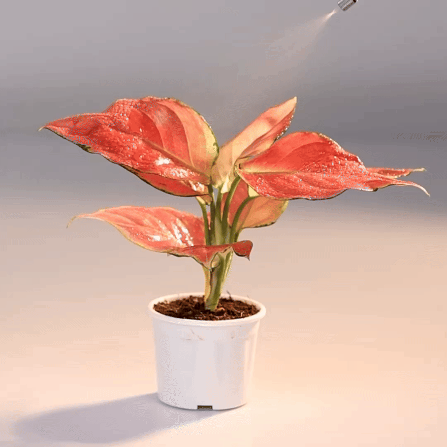 Aglaoenema Red