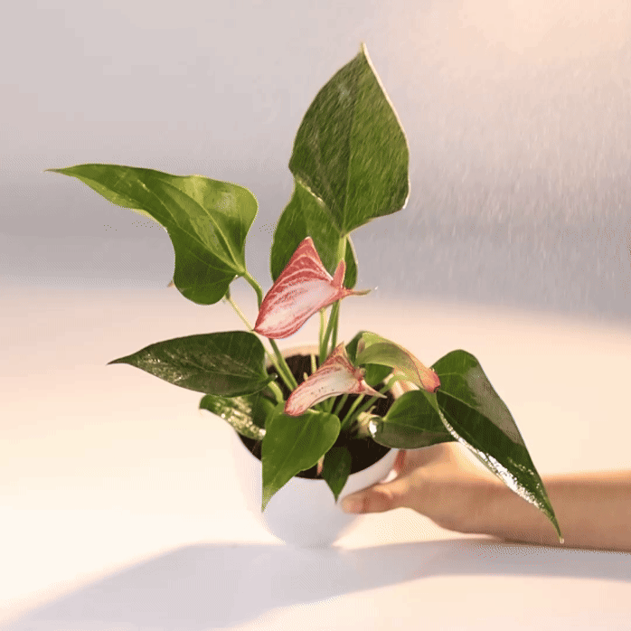 Anthurium flamingo