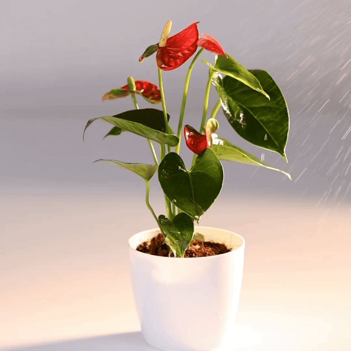 Anthurium Red