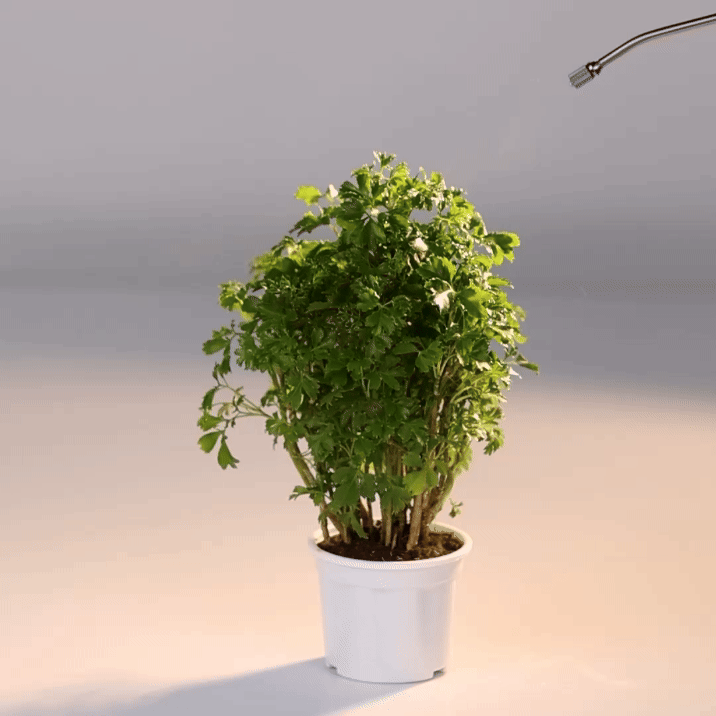Aralia