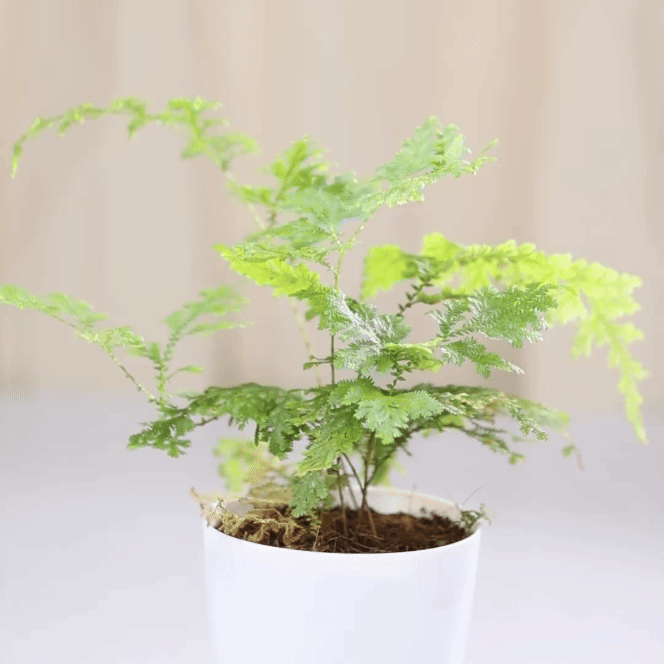 Blue fern