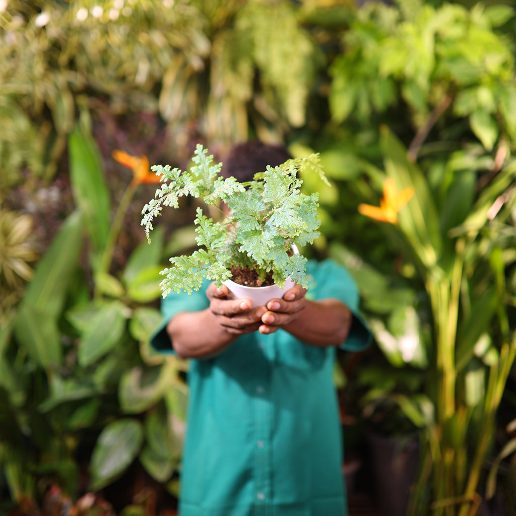 Blue fern