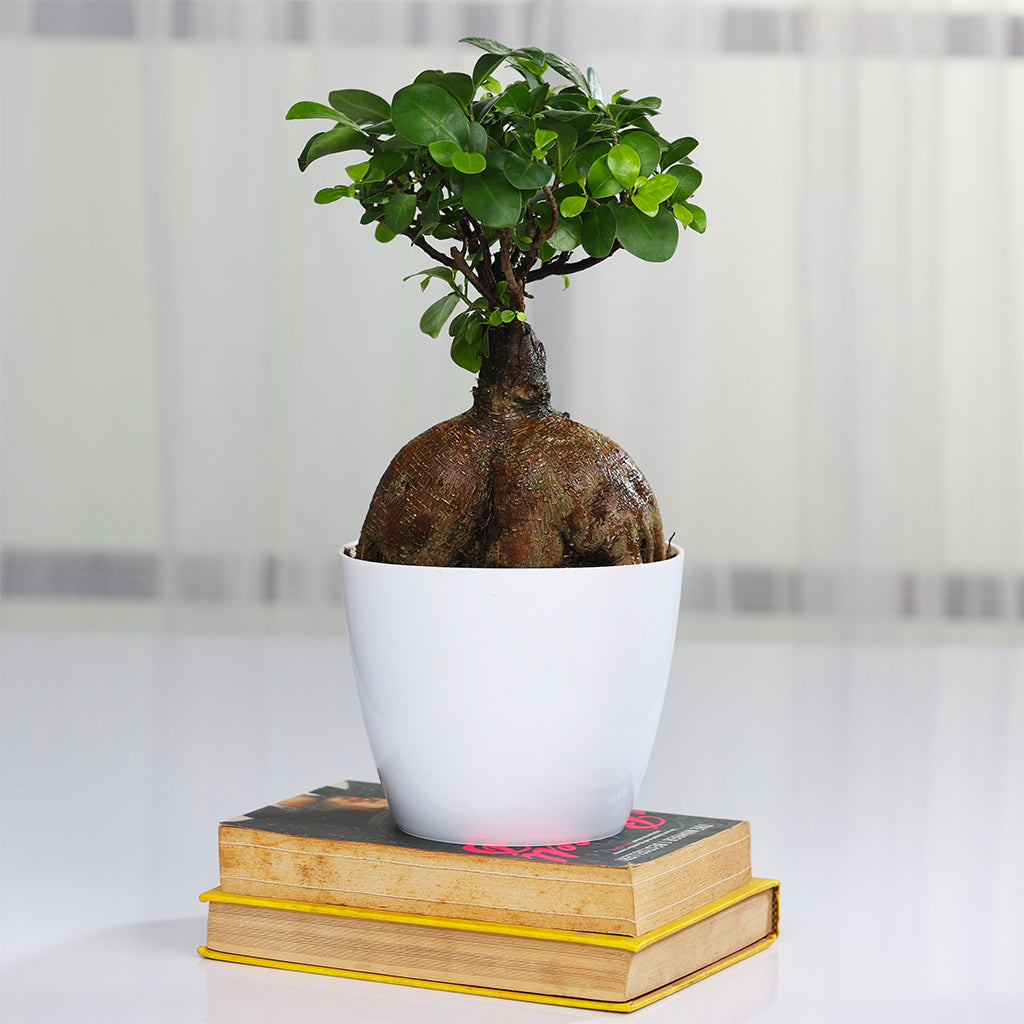 Ficus Bonsai