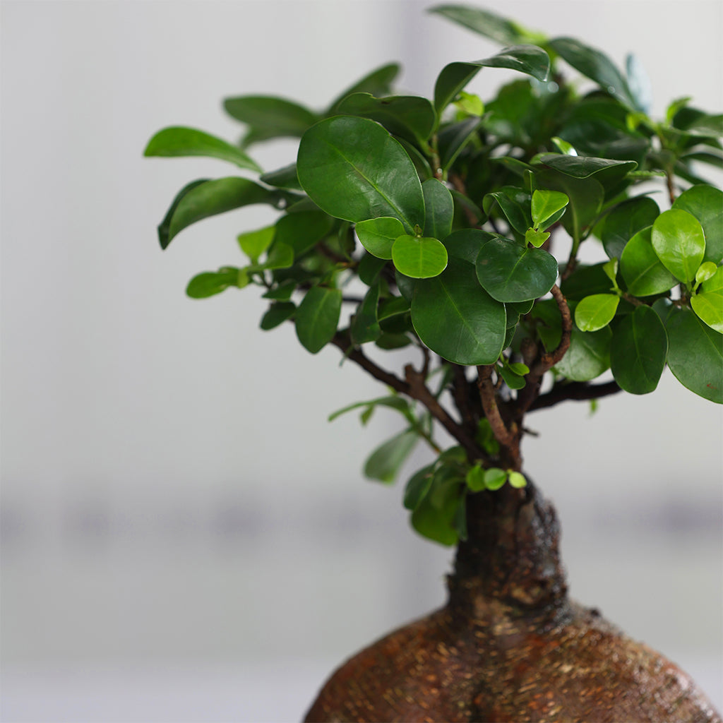 Ficus Bonsai