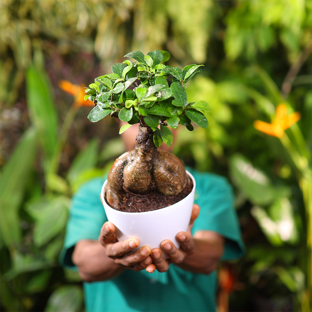 Ficus Bonsai