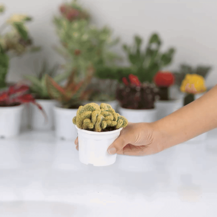Brain Cactus