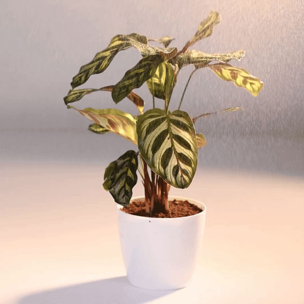 Calathea Makoyana