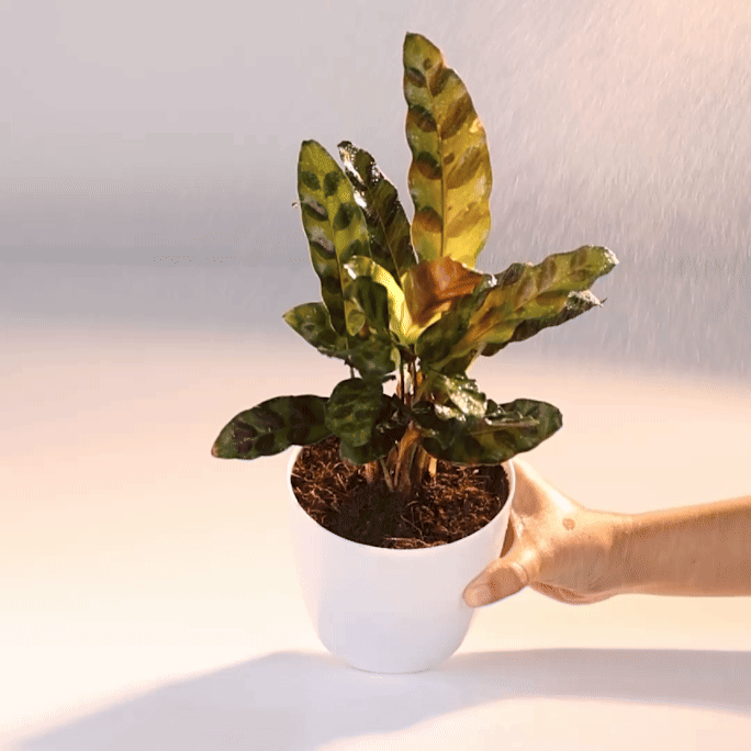 Calathea Rattlesnake