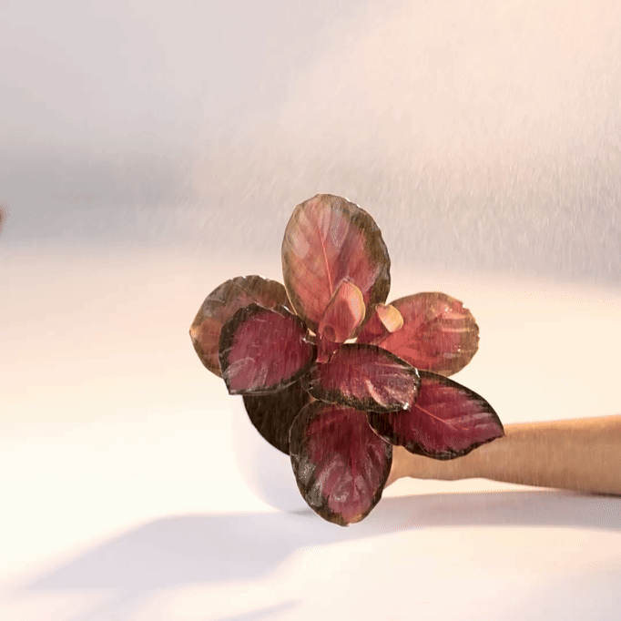Calathea Roseopicta