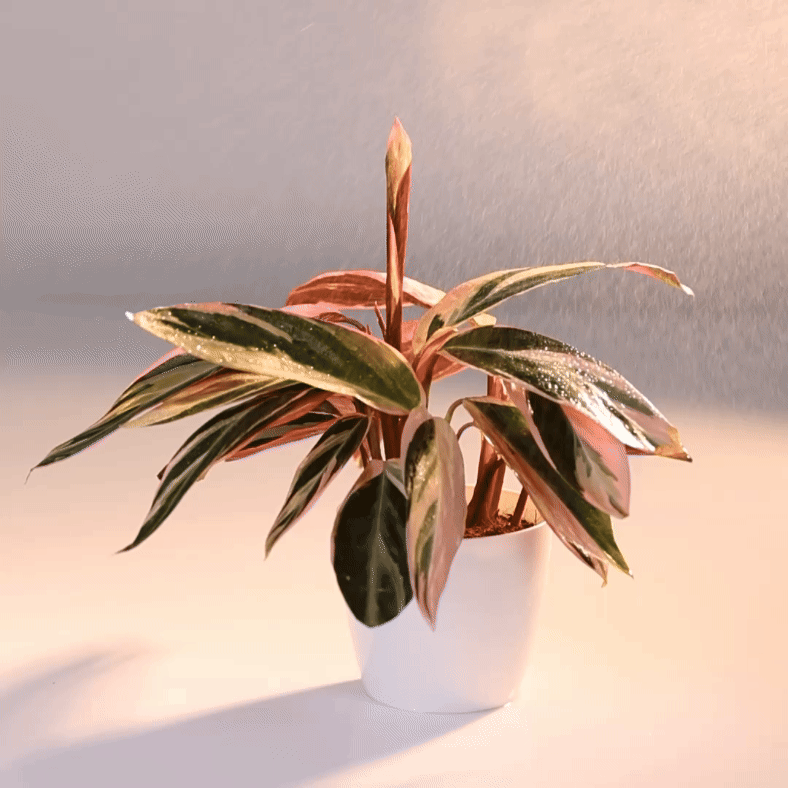 Calathea Triostar