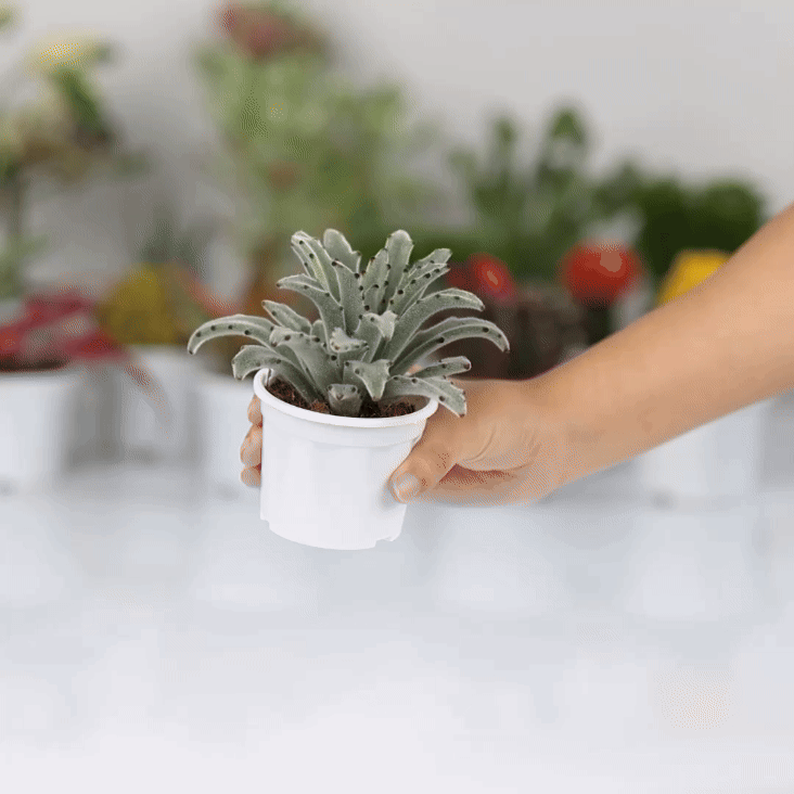 Dracaena Chocolate Soldier