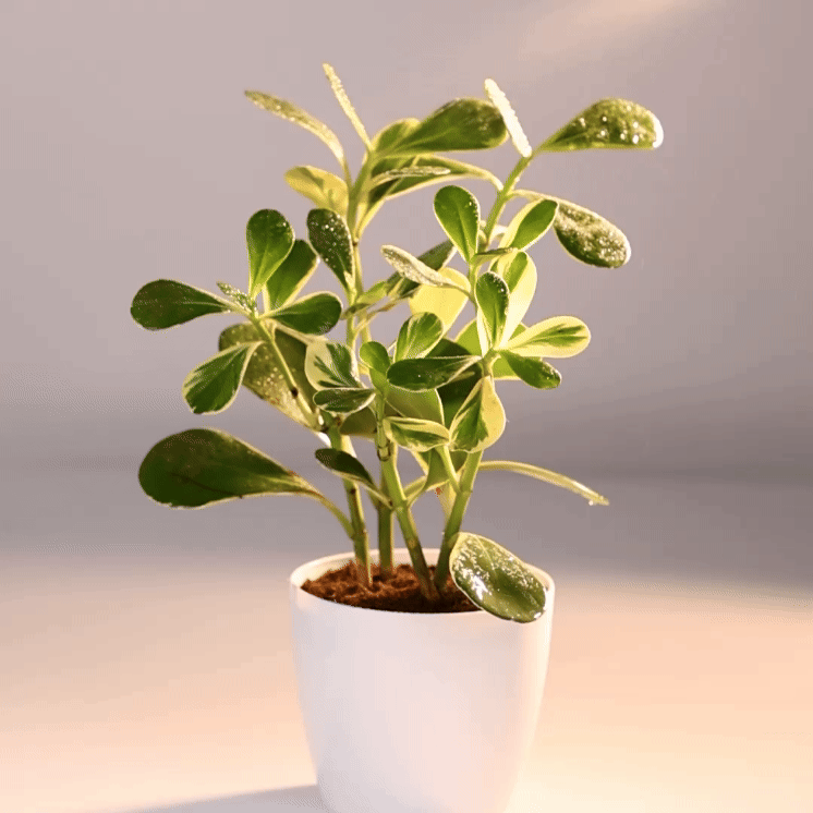 Clusia Rosea