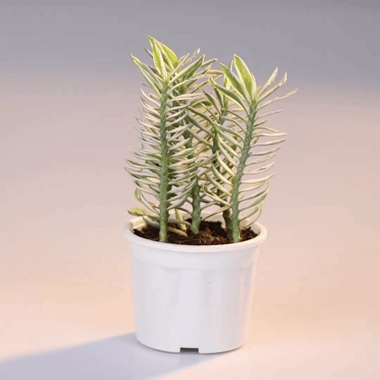 Pedilanthus Varigated