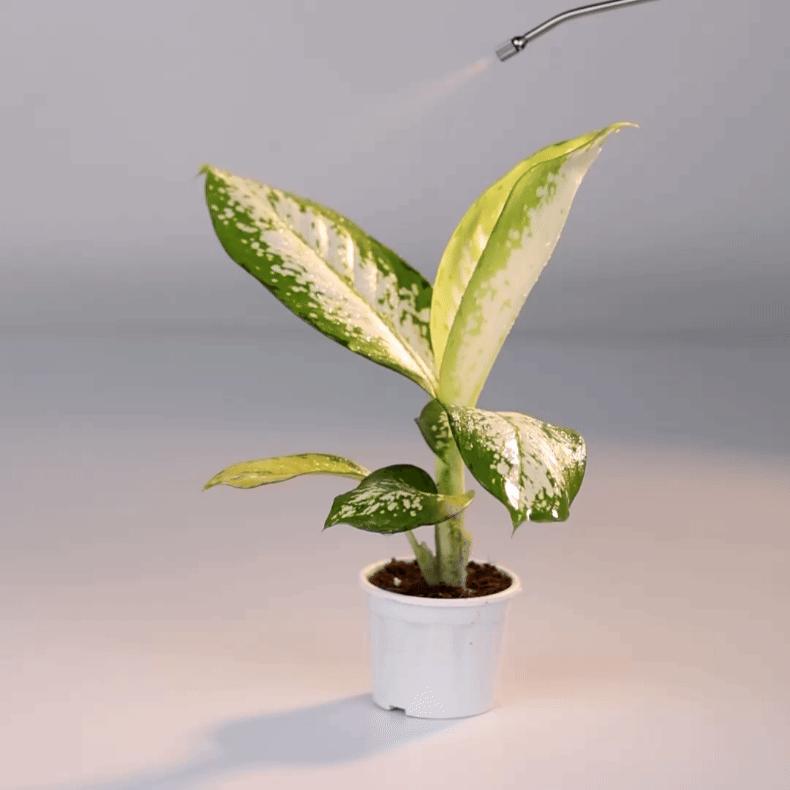 Dieffenbachia