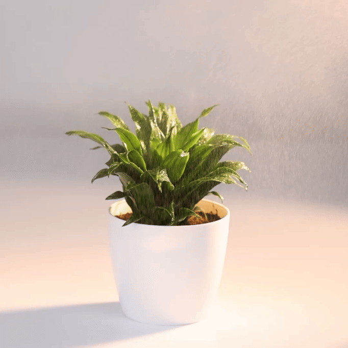 Dracaena Compacta