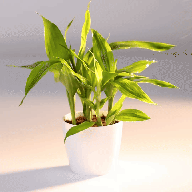 Dracaena Lemon