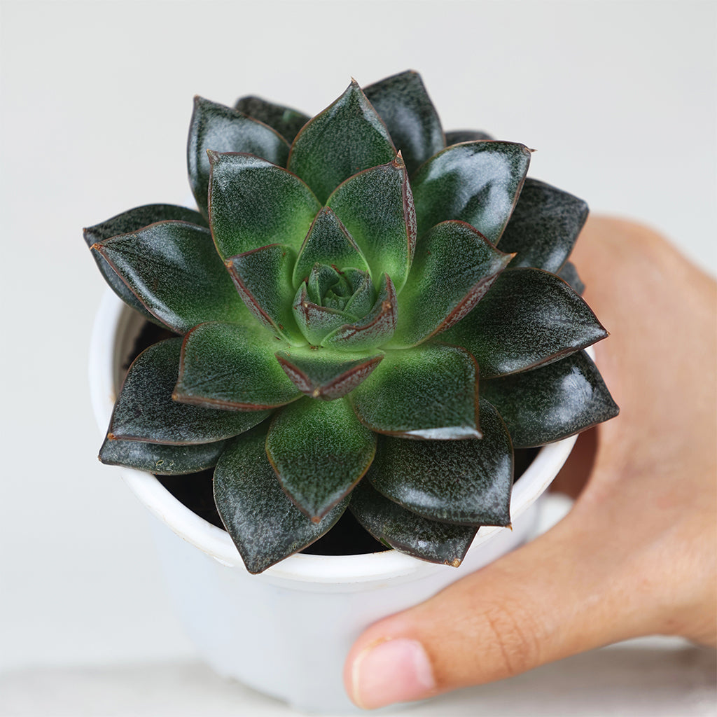 Echeveria Chinensis