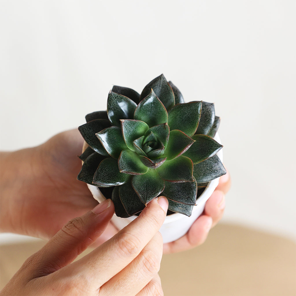 Echeveria Chinensis