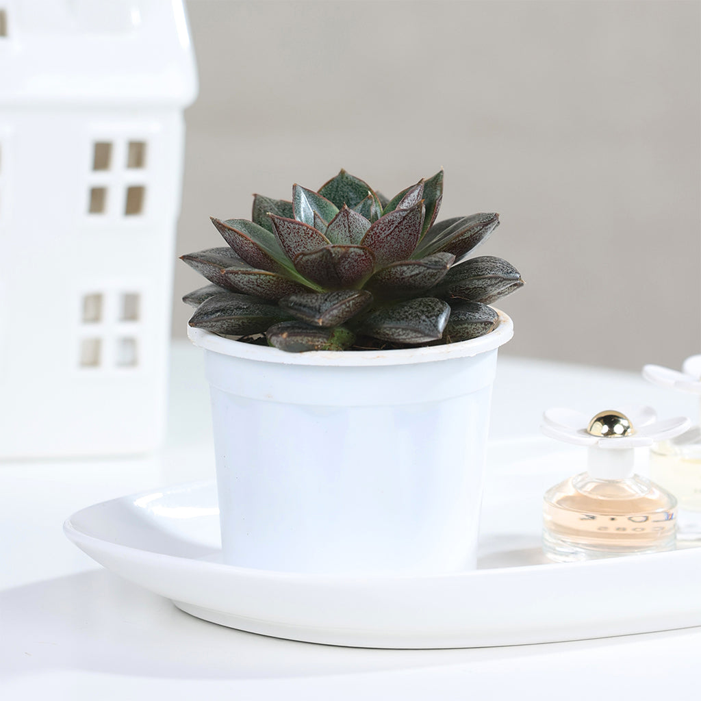 Echeveria Chinensis
