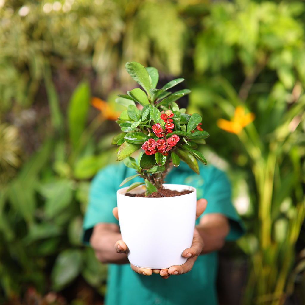 Euphorbia Milii