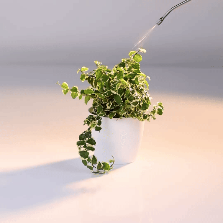 Ficus Pumila