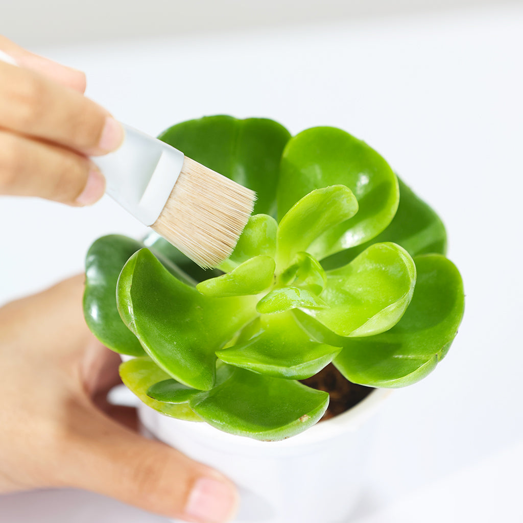 Echeveria Silver Spoon