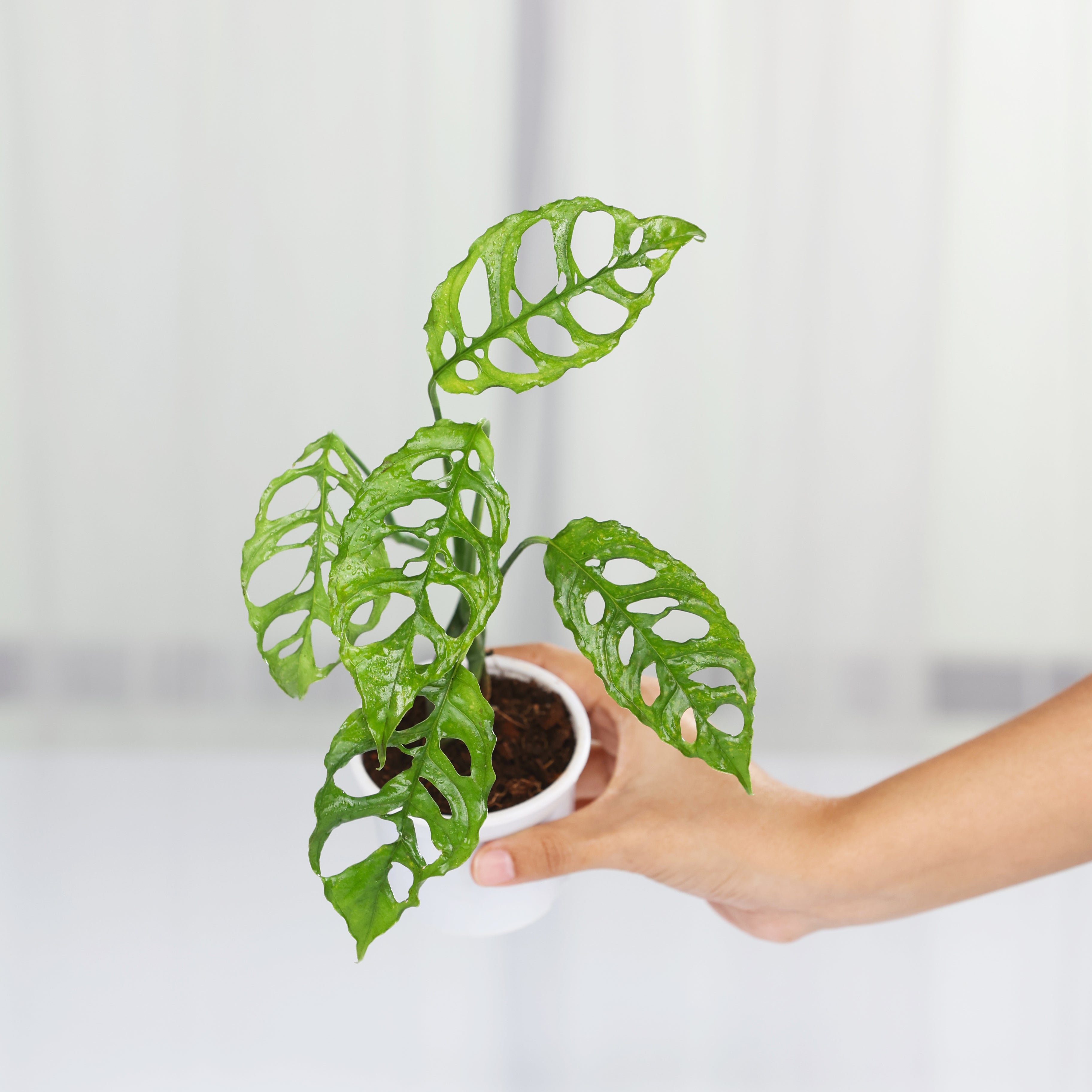 Monstera Obliqua